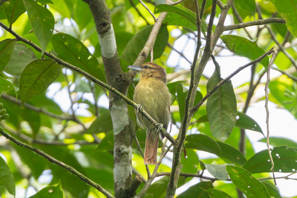 Russet Antshrike - ML643711181