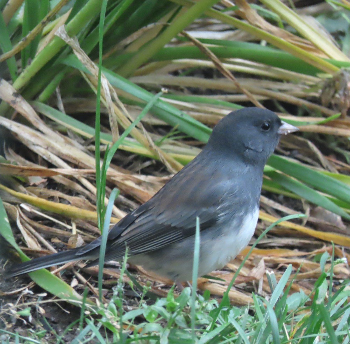Dark-eyed Junco - ML643711188