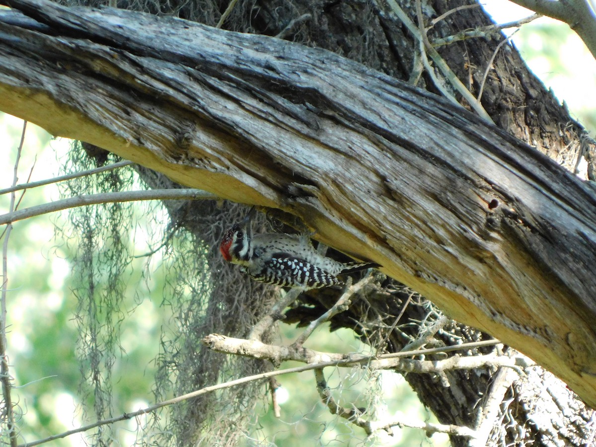 Ladder-backed Woodpecker - ML643711193