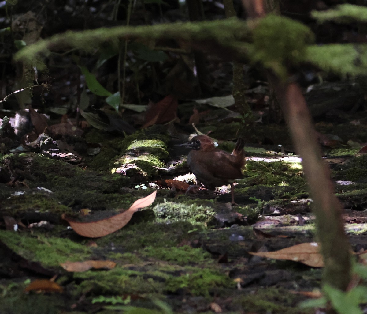 Black-faced Antthrush (Central American) - ML643711200