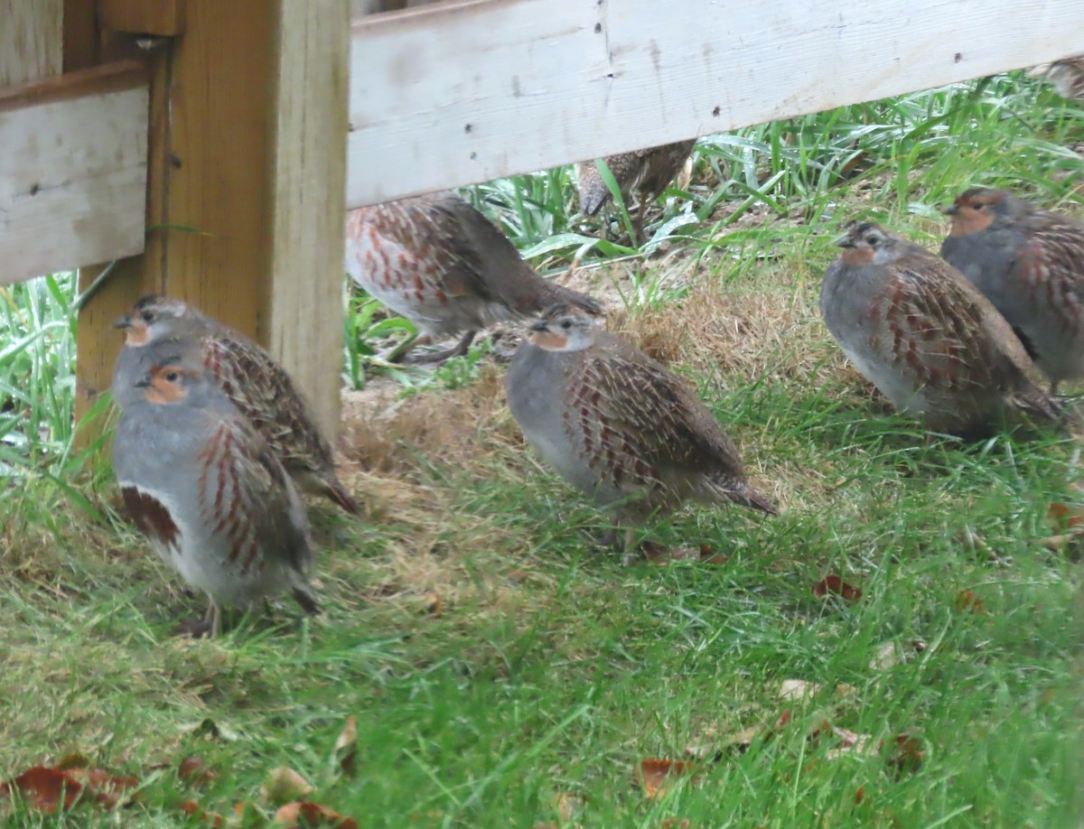 Gray Partridge - ML643711217
