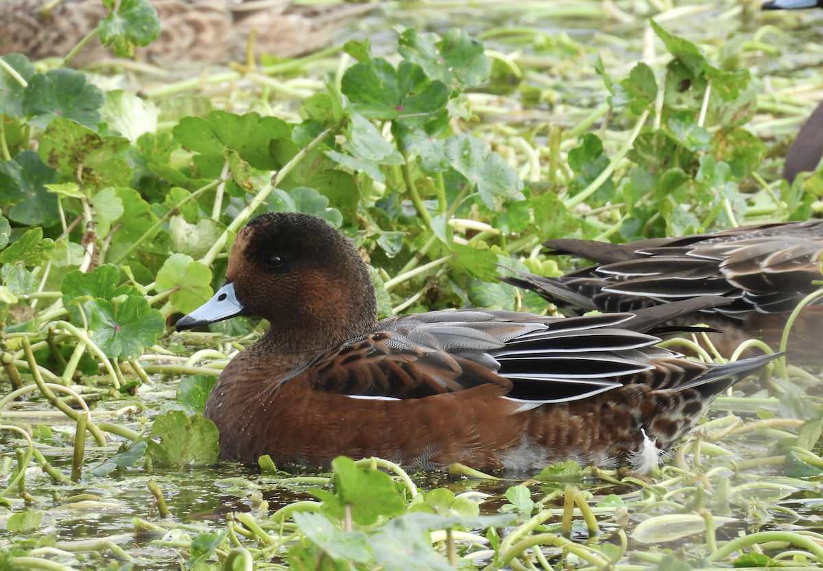 Eurasian Wigeon - Jonah Lenert