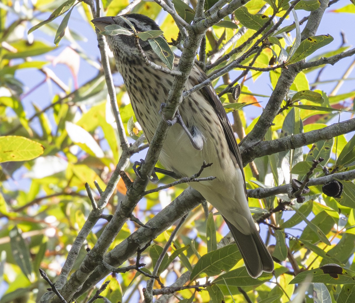 Rose-breasted Grosbeak - ML643711233