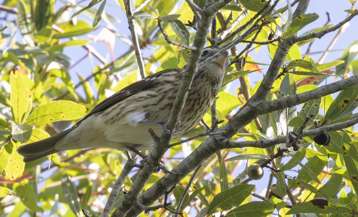 Rose-breasted Grosbeak - ML643711234