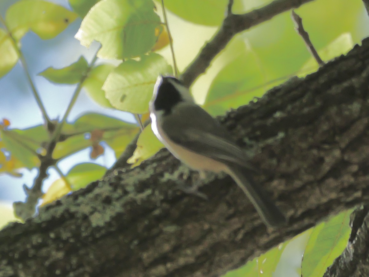Carolina Chickadee - ML643711248