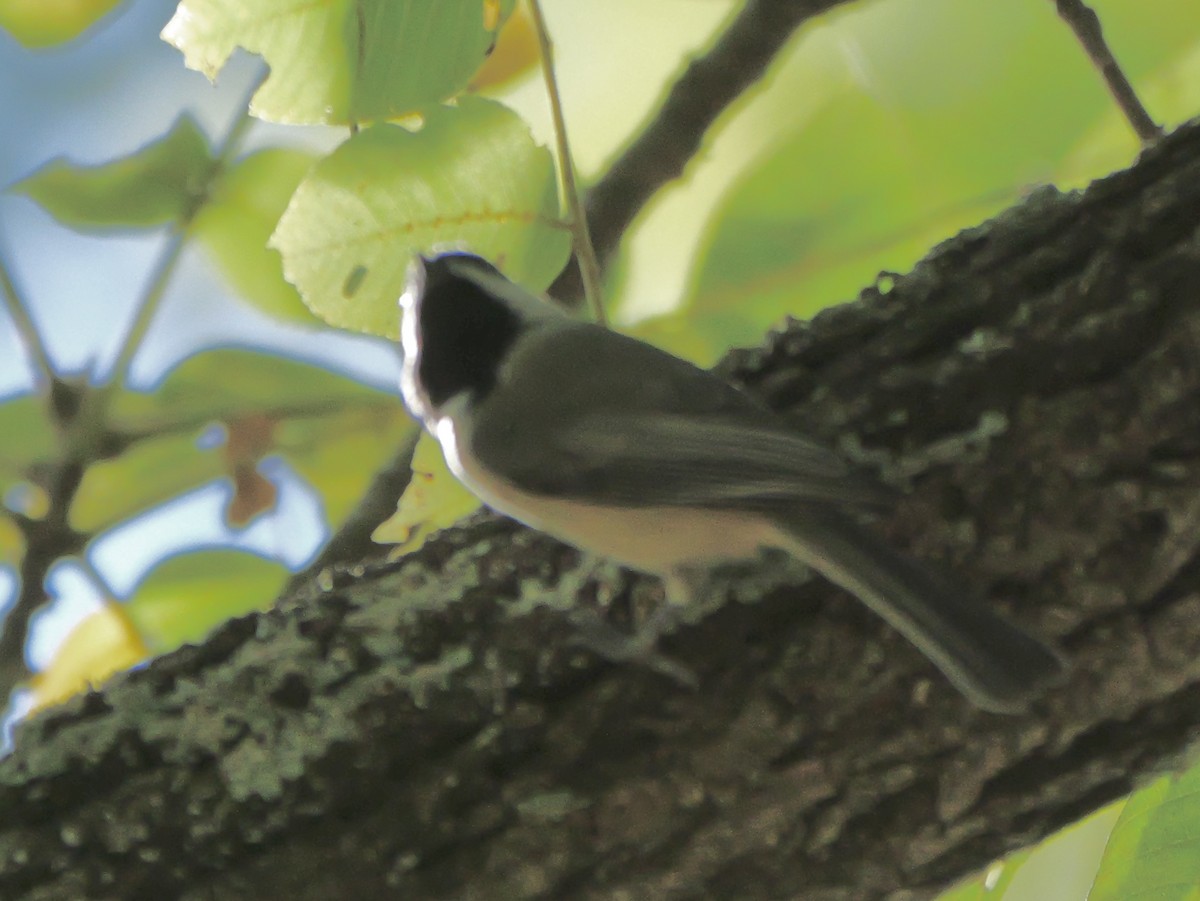 Carolina Chickadee - ML643711249