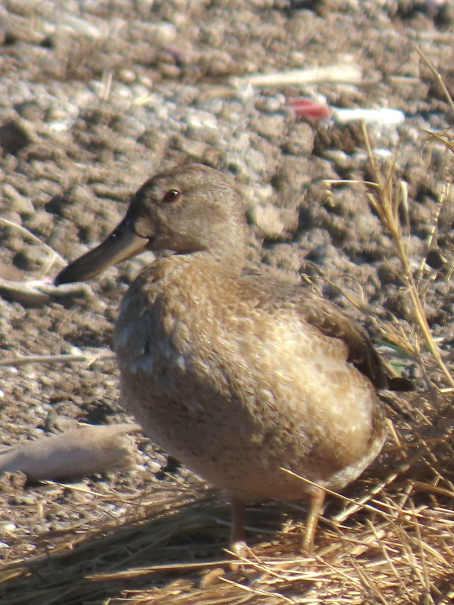 Cinnamon Teal - ML643711250