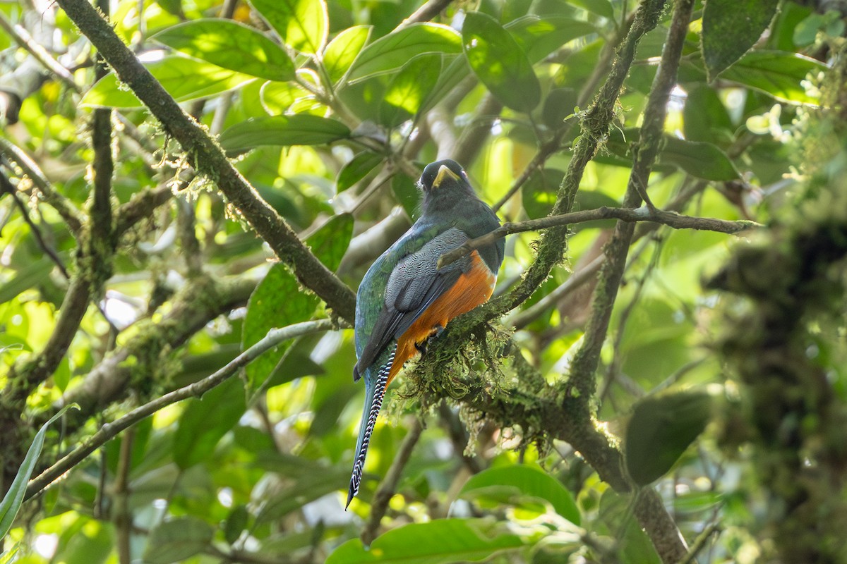 Collared Trogon (Orange-bellied) - ML643711254