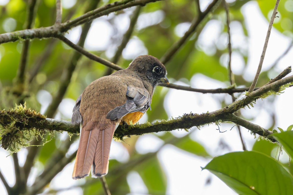 Collared Trogon (Orange-bellied) - ML643711255