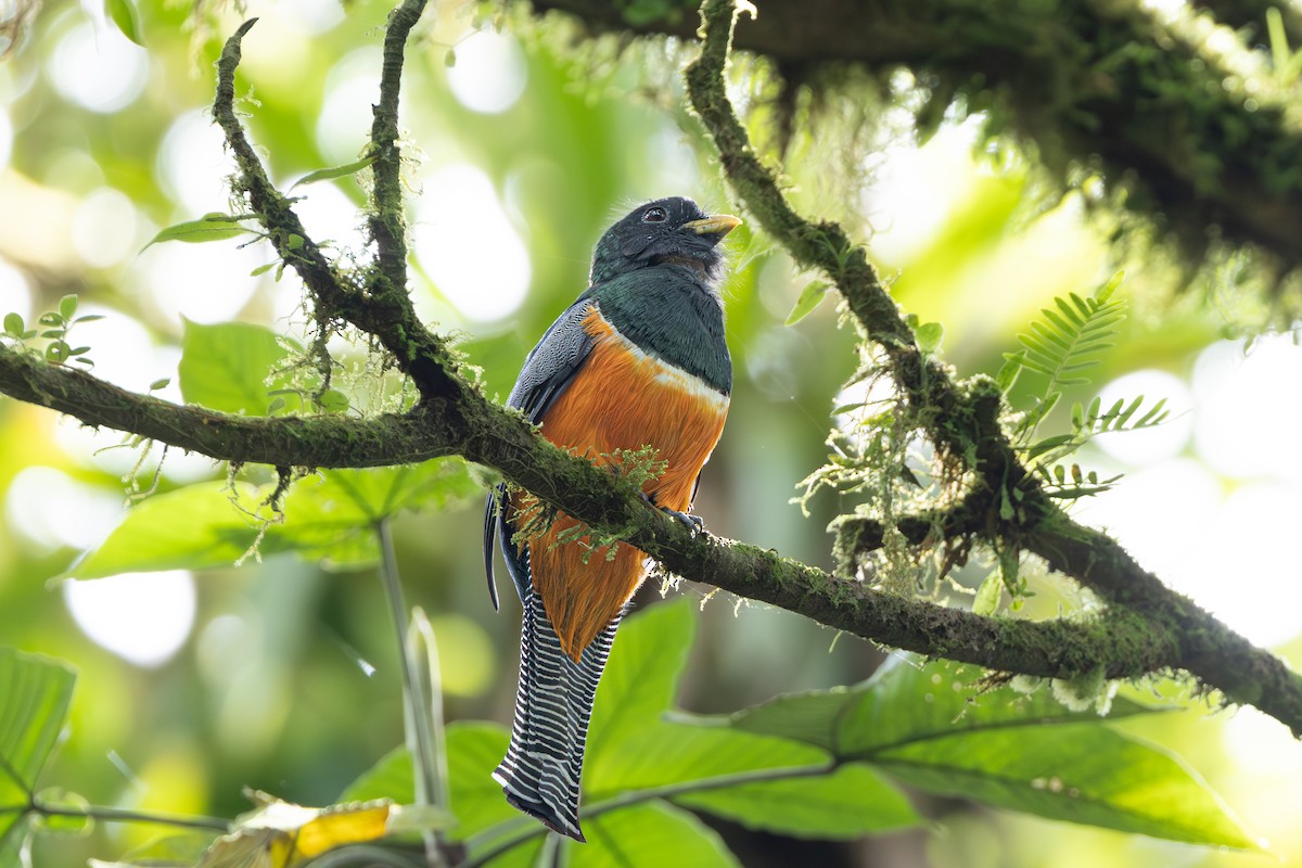 Collared Trogon (Orange-bellied) - ML643711256
