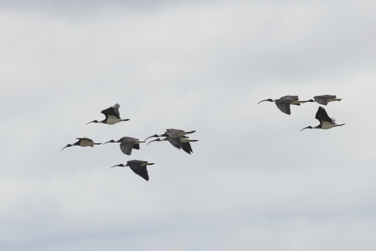 Straw-necked Ibis - ML643711263