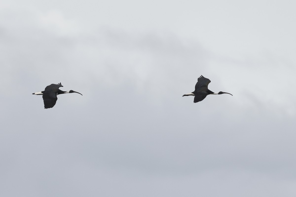 Straw-necked Ibis - ML643711264