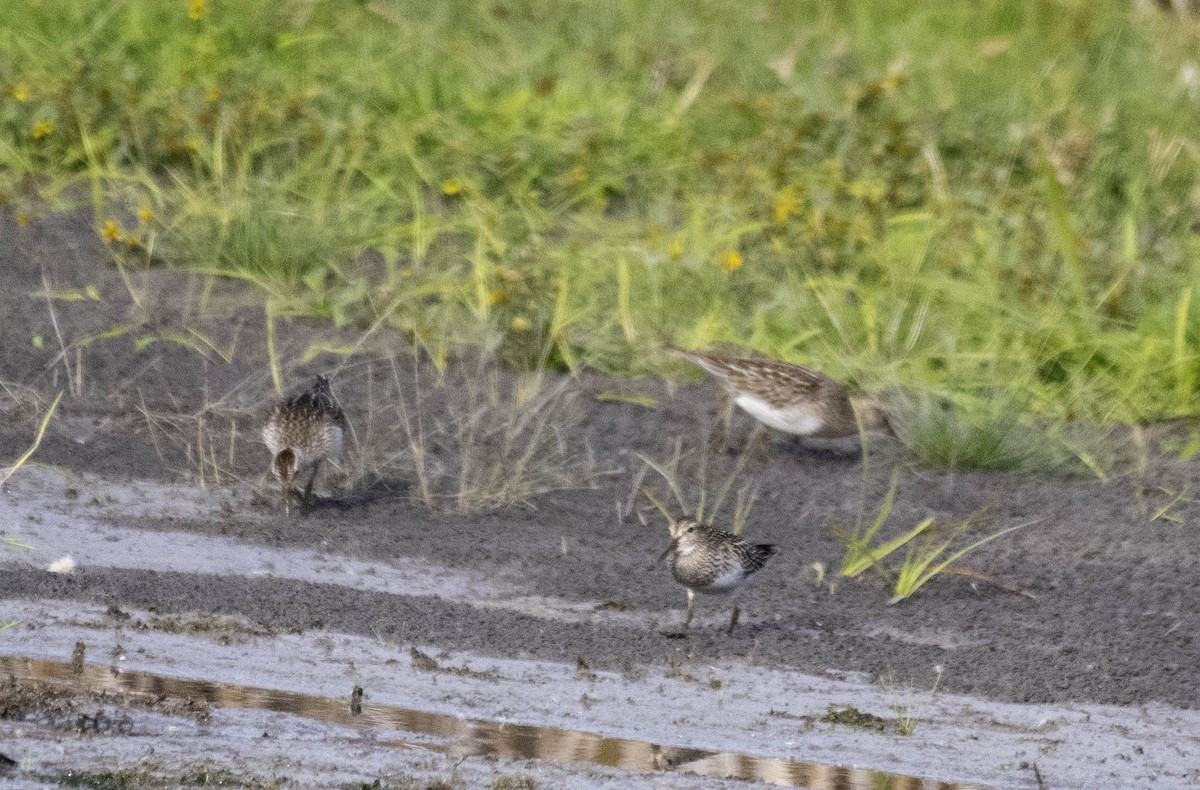 jespák skvrnitý - ML643711277