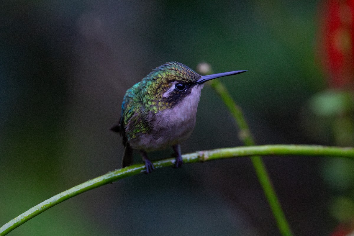 Western Emerald - ML643711292