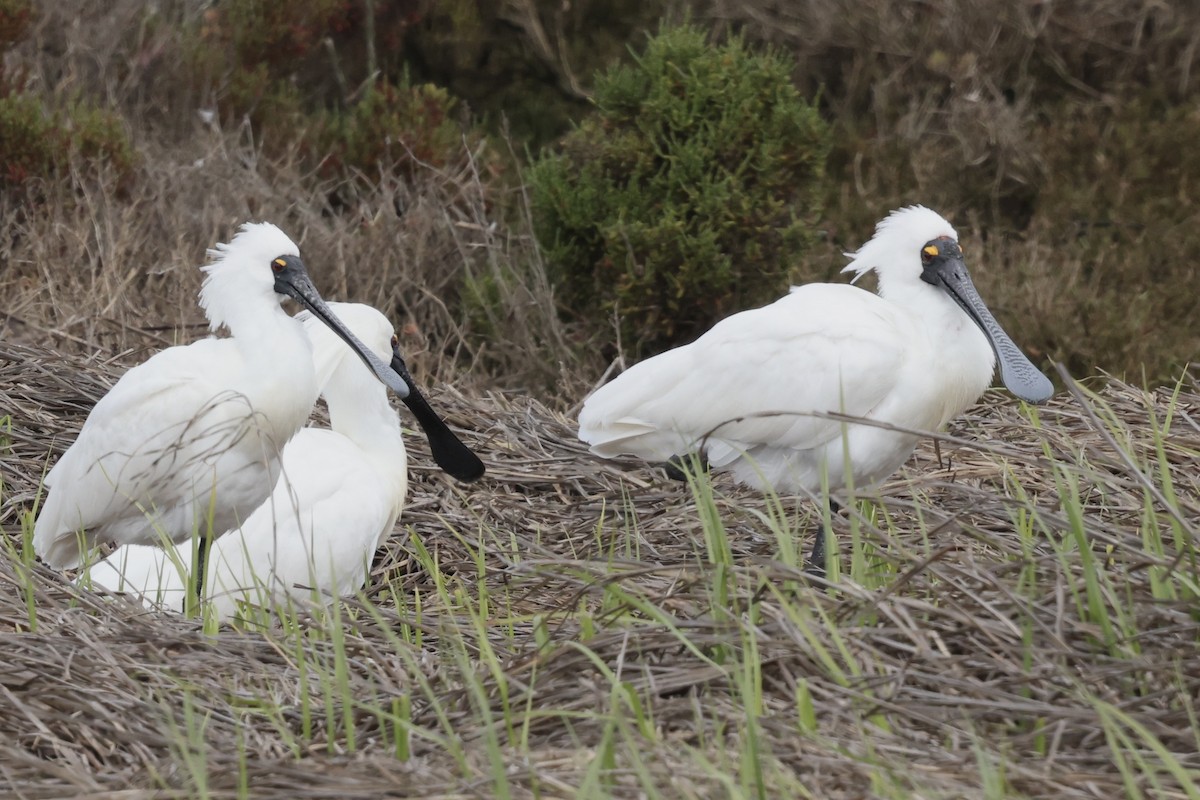 Royal Spoonbill - ML643711308