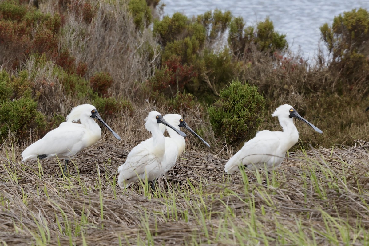 Royal Spoonbill - ML643711310