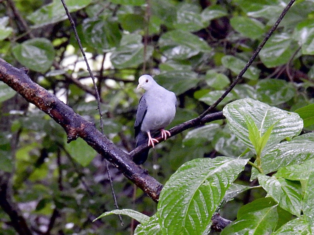 Blue Ground Dove - ML643711319
