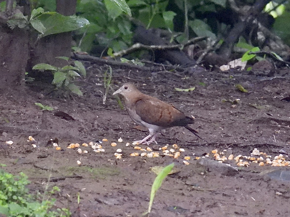 Blue Ground Dove - ML643711320