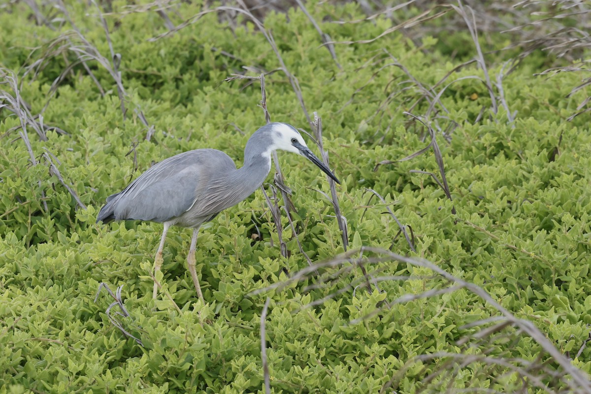 White-faced Heron - ML643711324