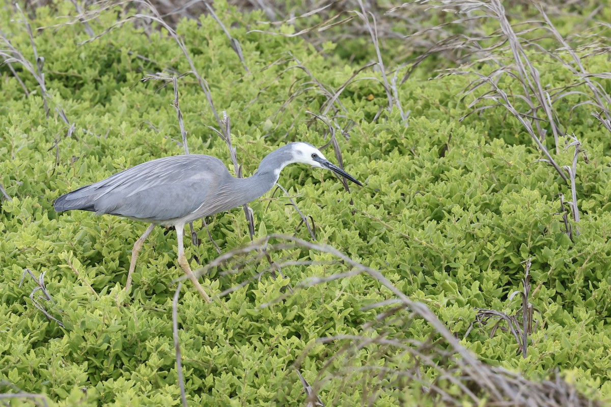 White-faced Heron - ML643711325