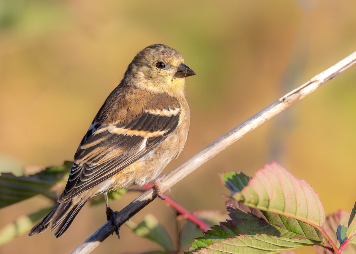 American Goldfinch - ML643711330