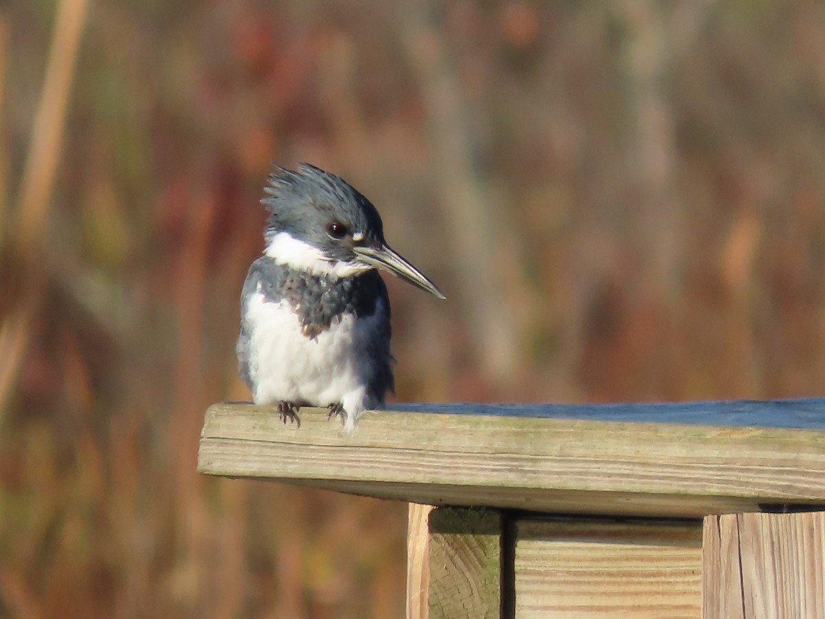 Belted Kingfisher - ML643711335