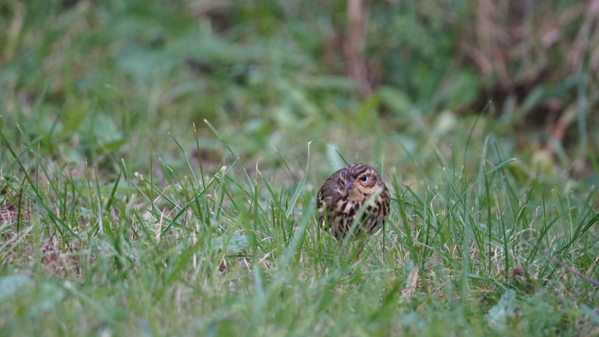 Olive-backed Pipit - ML643711338
