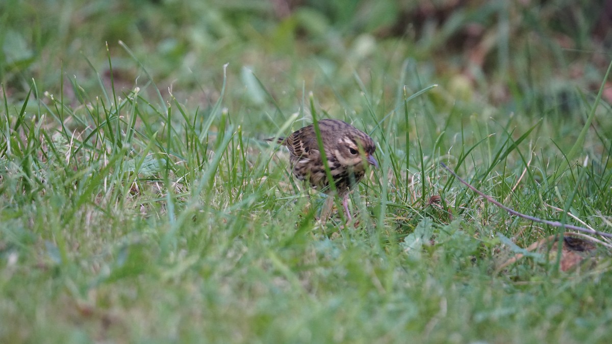 Olive-backed Pipit - ML643711339