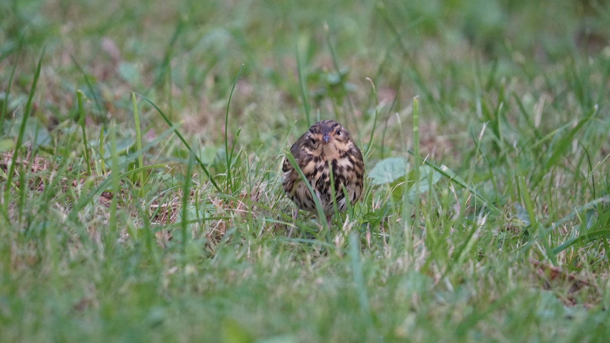 Olive-backed Pipit - ML643711340