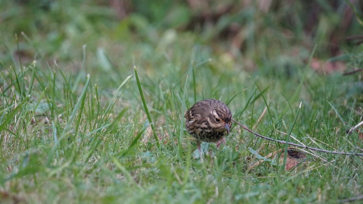 Olive-backed Pipit - ML643711341