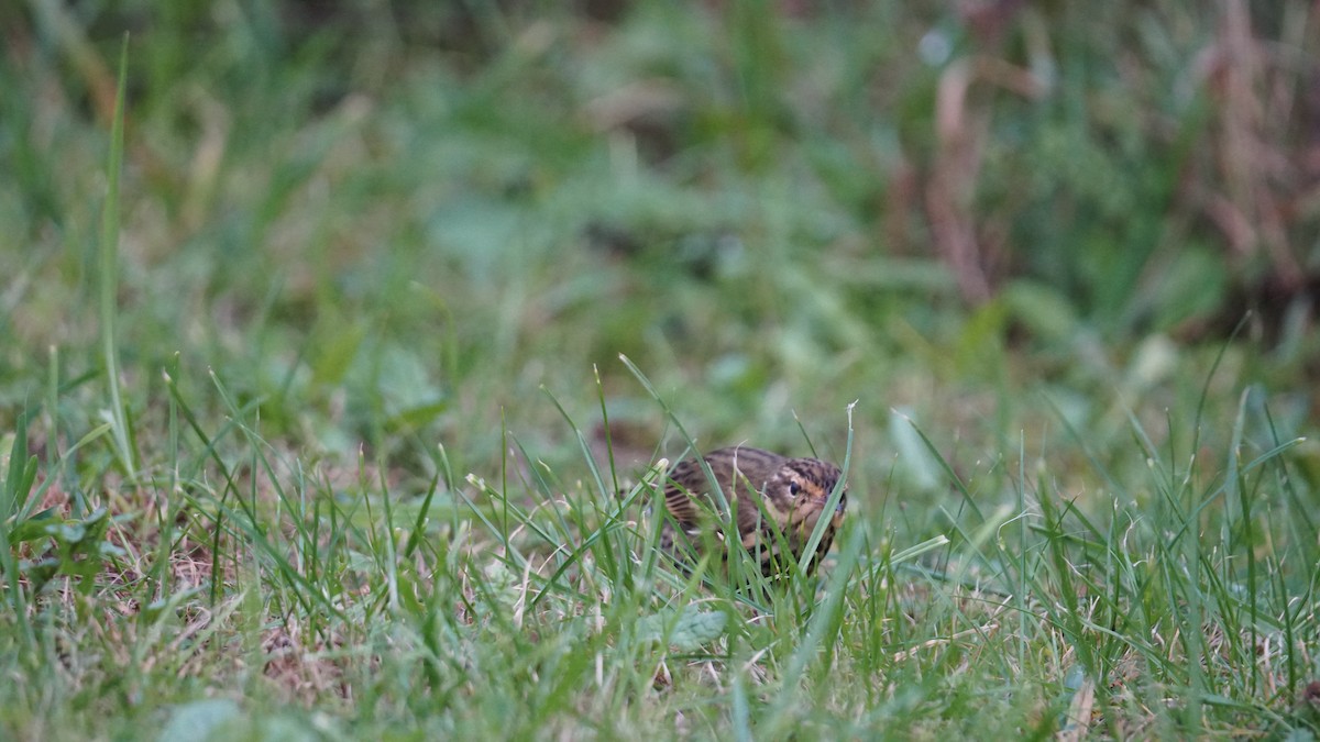 Olive-backed Pipit - ML643711342
