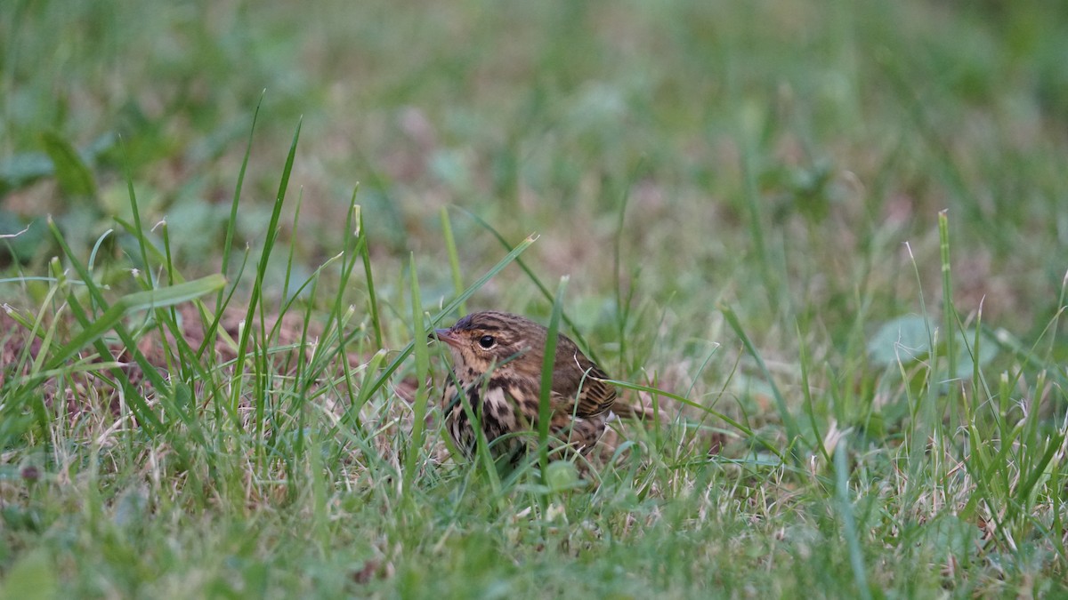 Olive-backed Pipit - ML643711343
