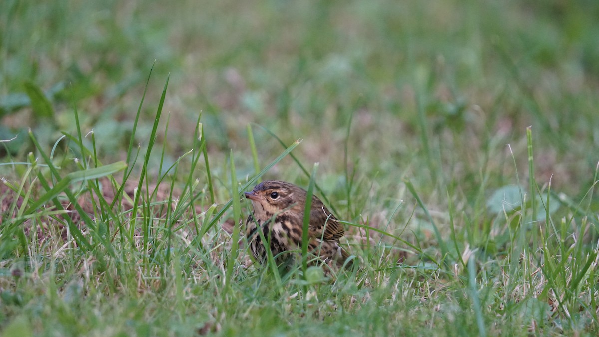 Olive-backed Pipit - ML643711344