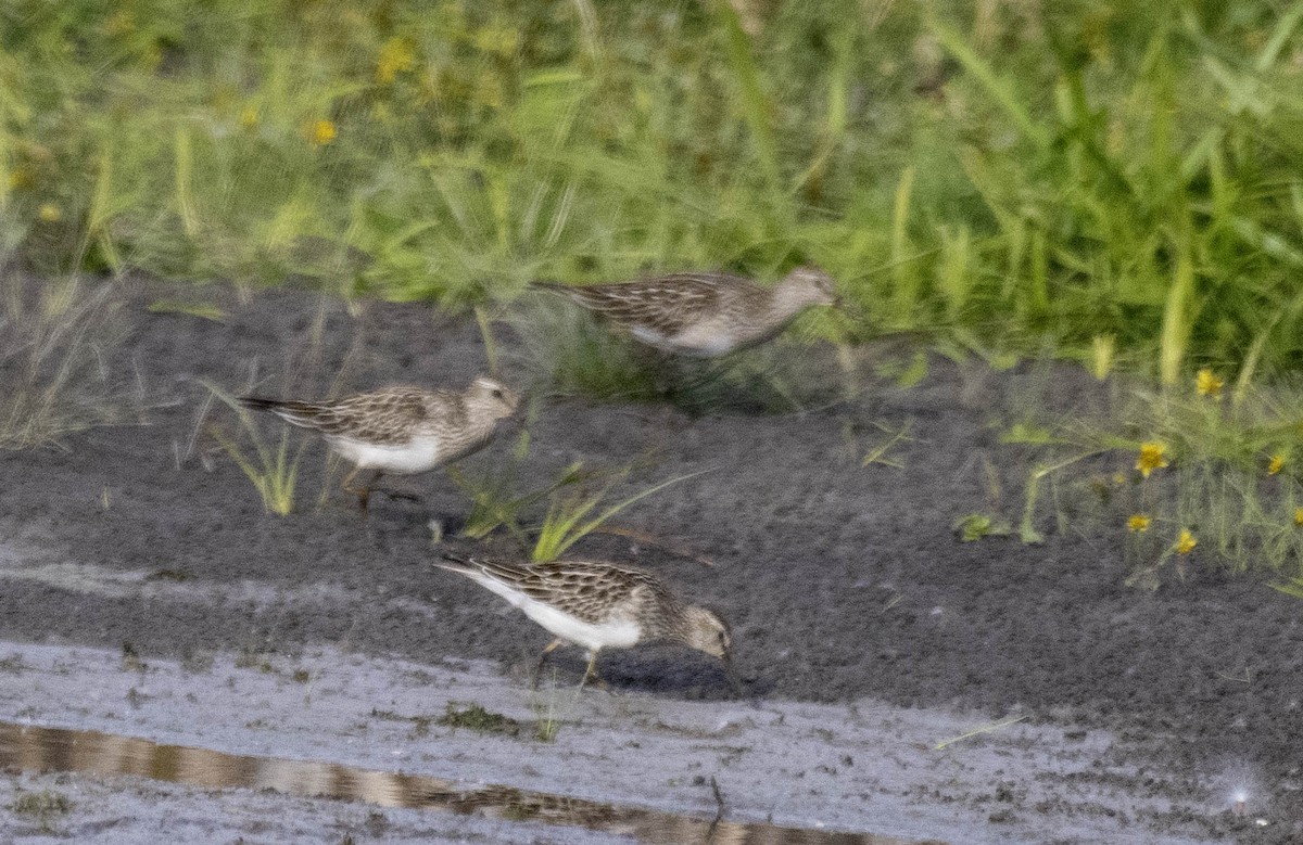 jespák skvrnitý - ML643711367