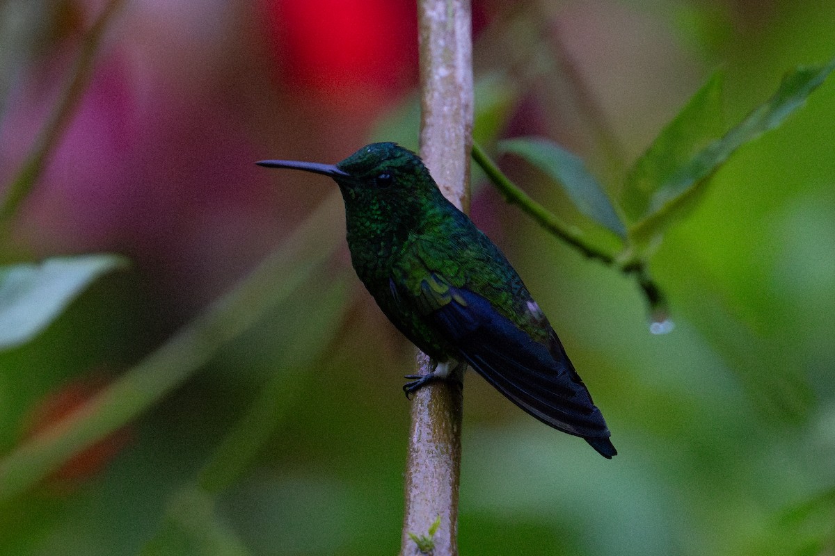 Steely-vented Hummingbird - ML643711371