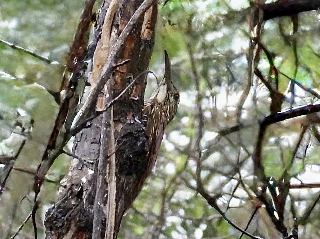 Strong-billed Woodcreeper - ML643711374