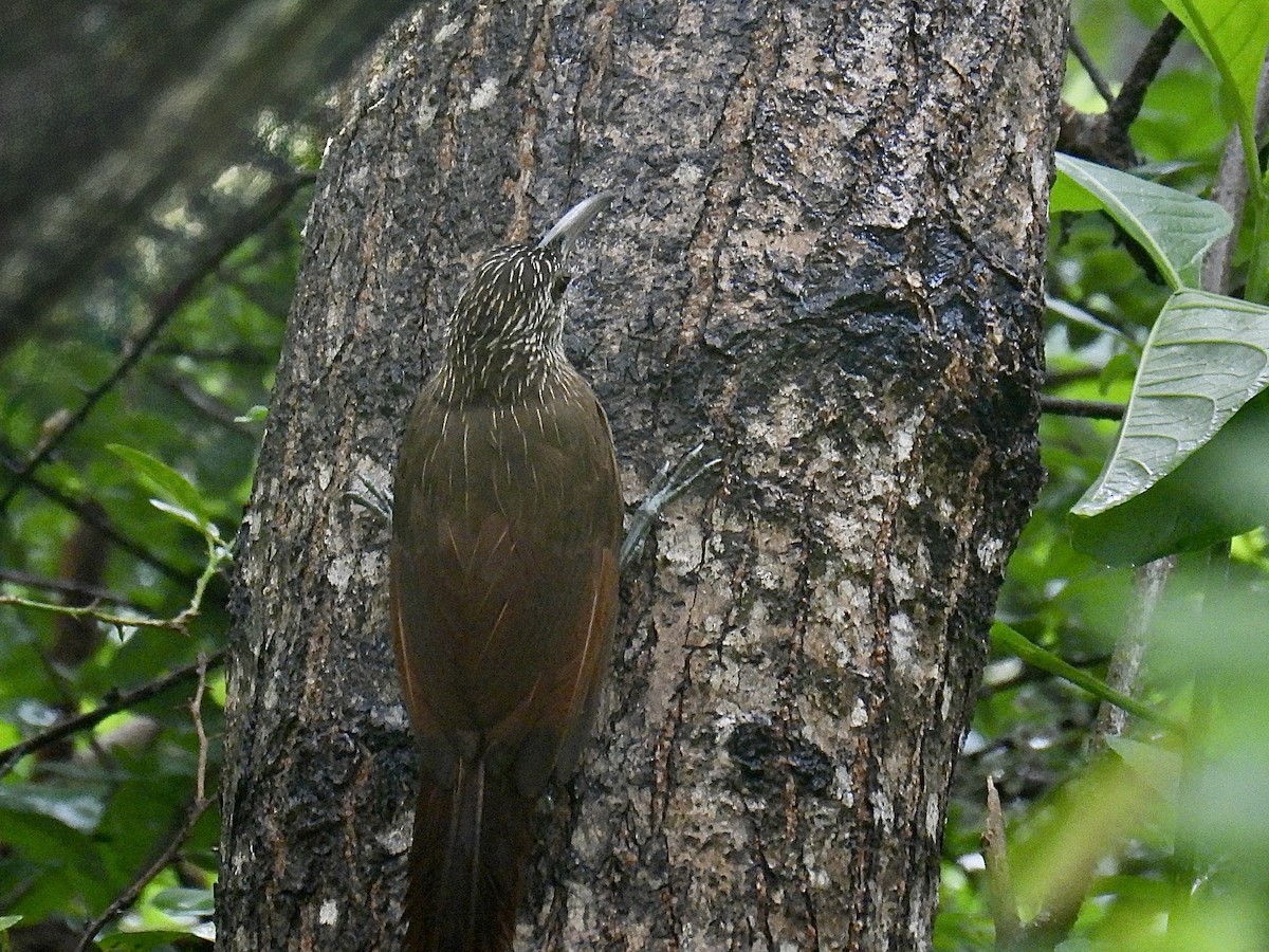 Strong-billed Woodcreeper - ML643711375