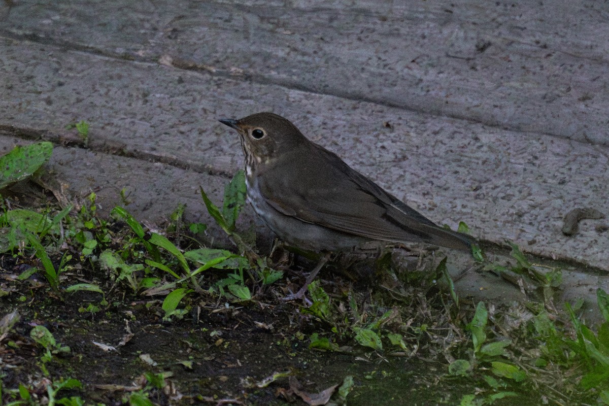 Swainson's Thrush - ML643711398