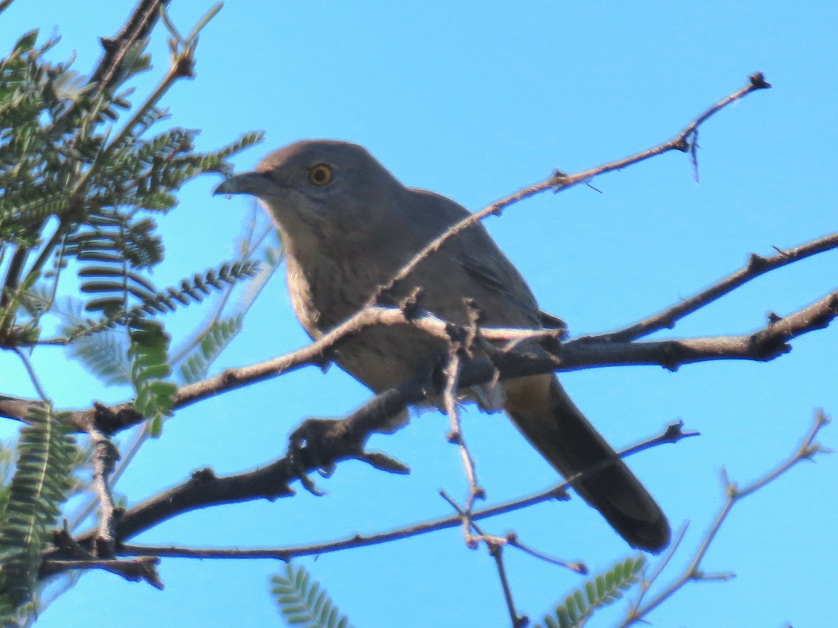Bendire's Thrasher - ML643711403