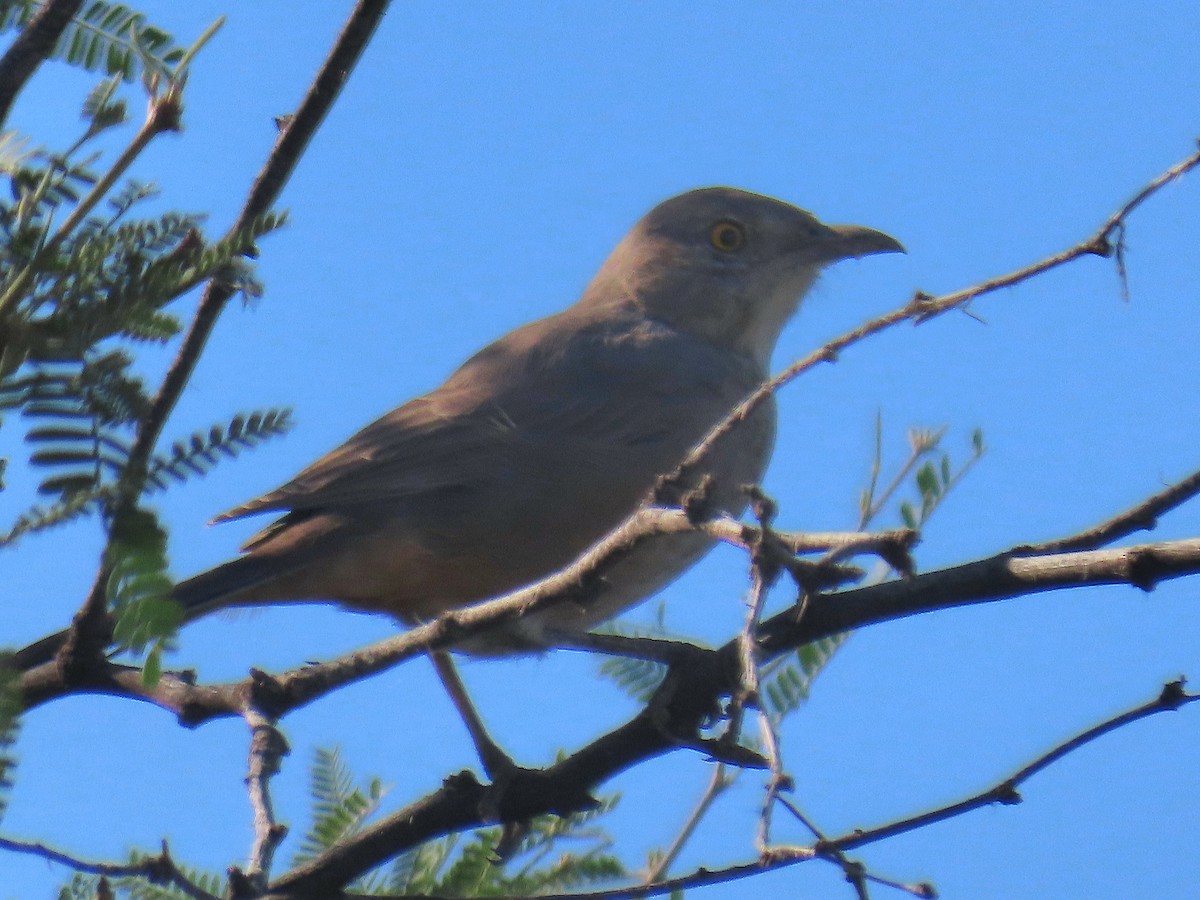 Bendire's Thrasher - ML643711404