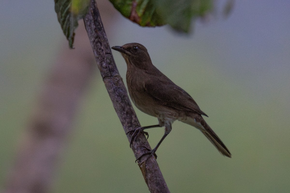 Black-billed Thrush - ML643711414