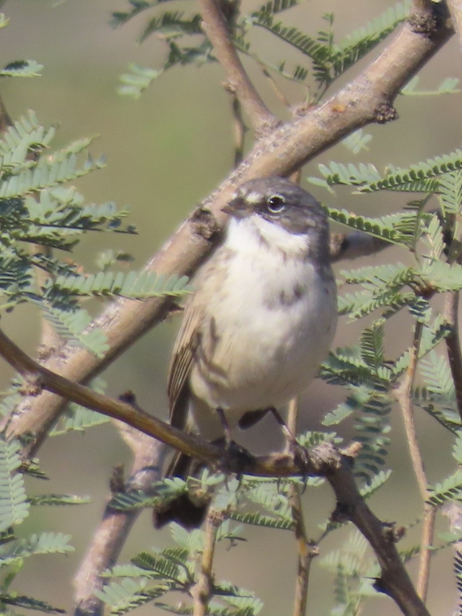 Sagebrush Sparrow - ML643711415