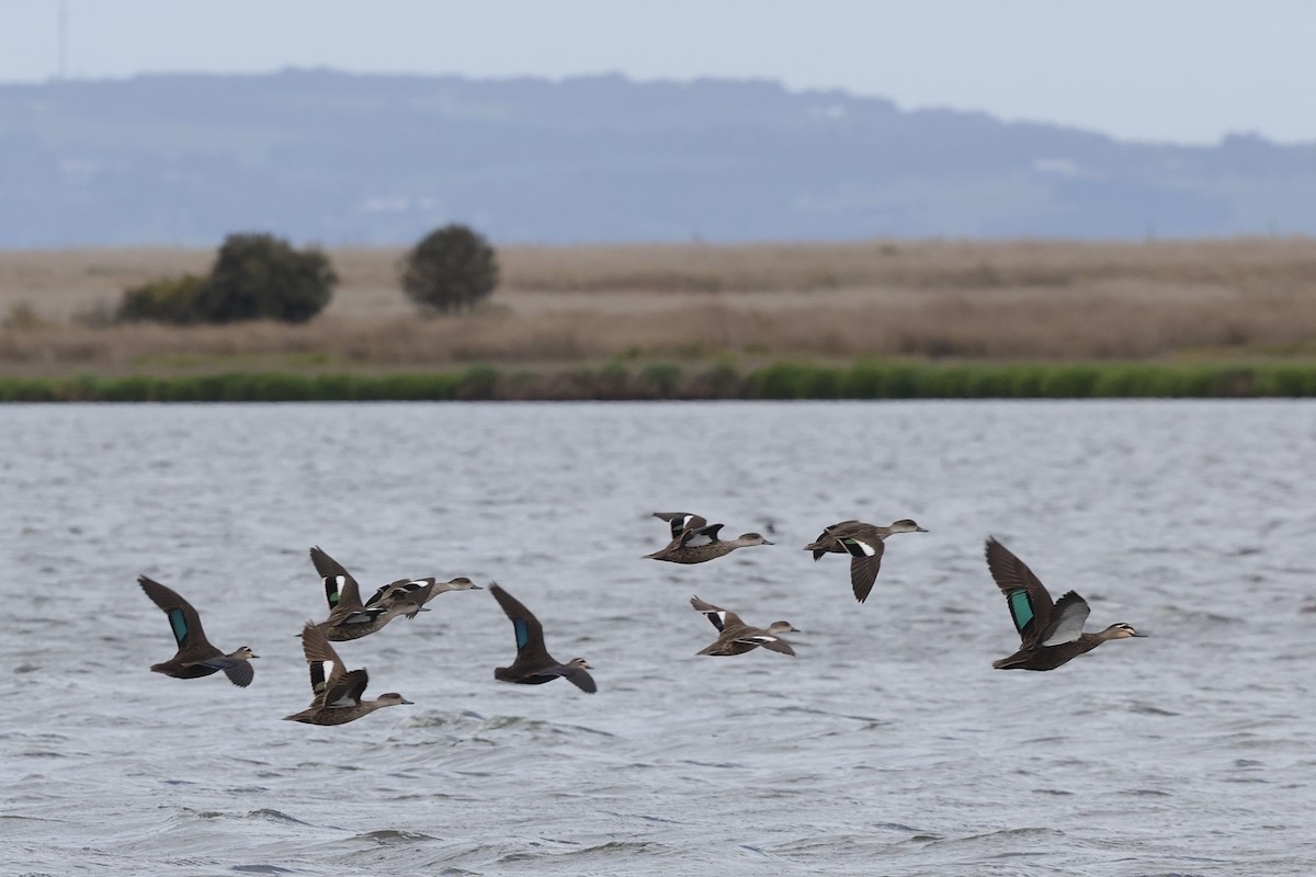 Pacific Black Duck - ML643711421
