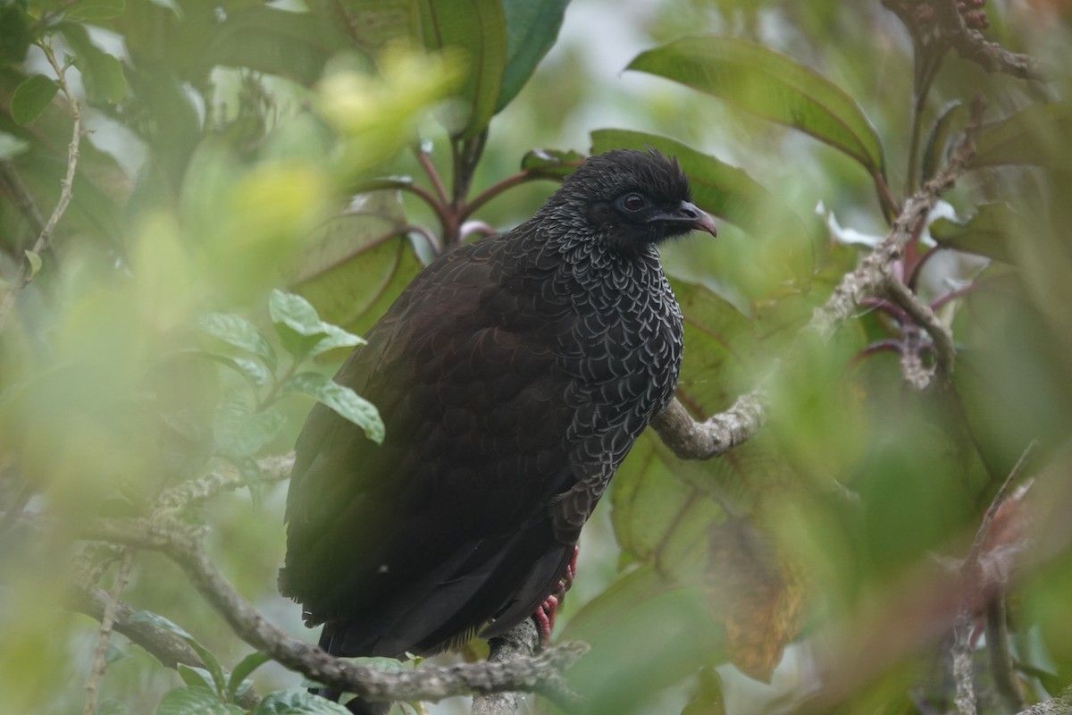 Andean Guan - ML643711427
