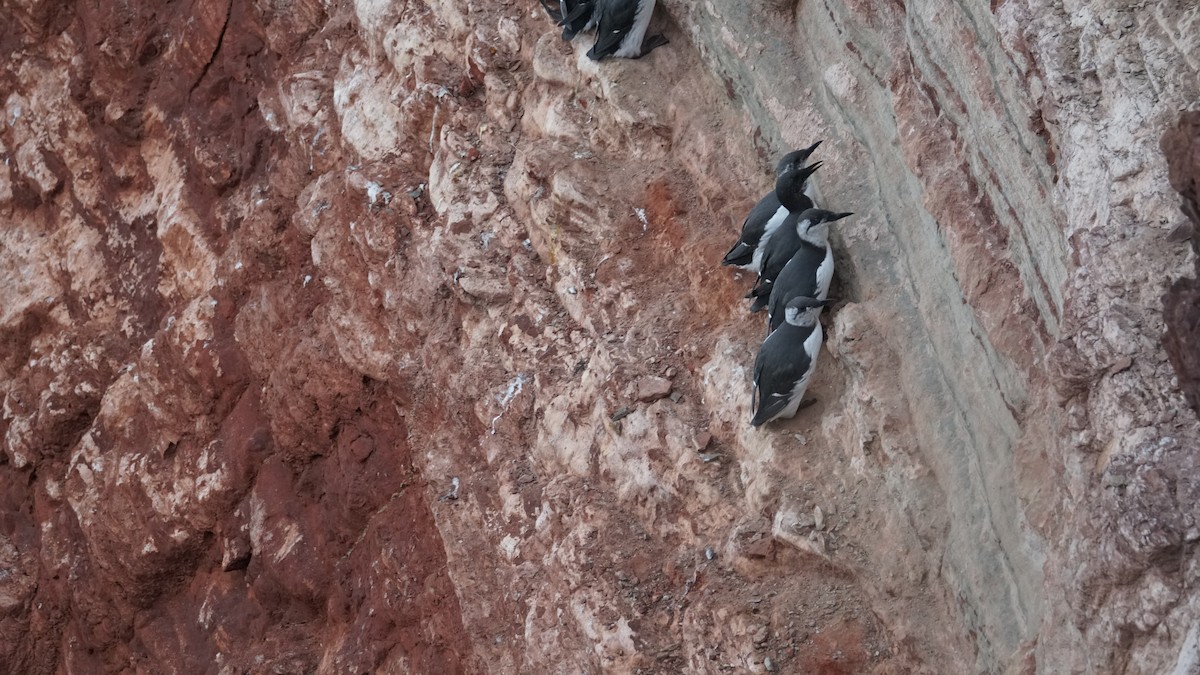 Common Murre - ML643711428