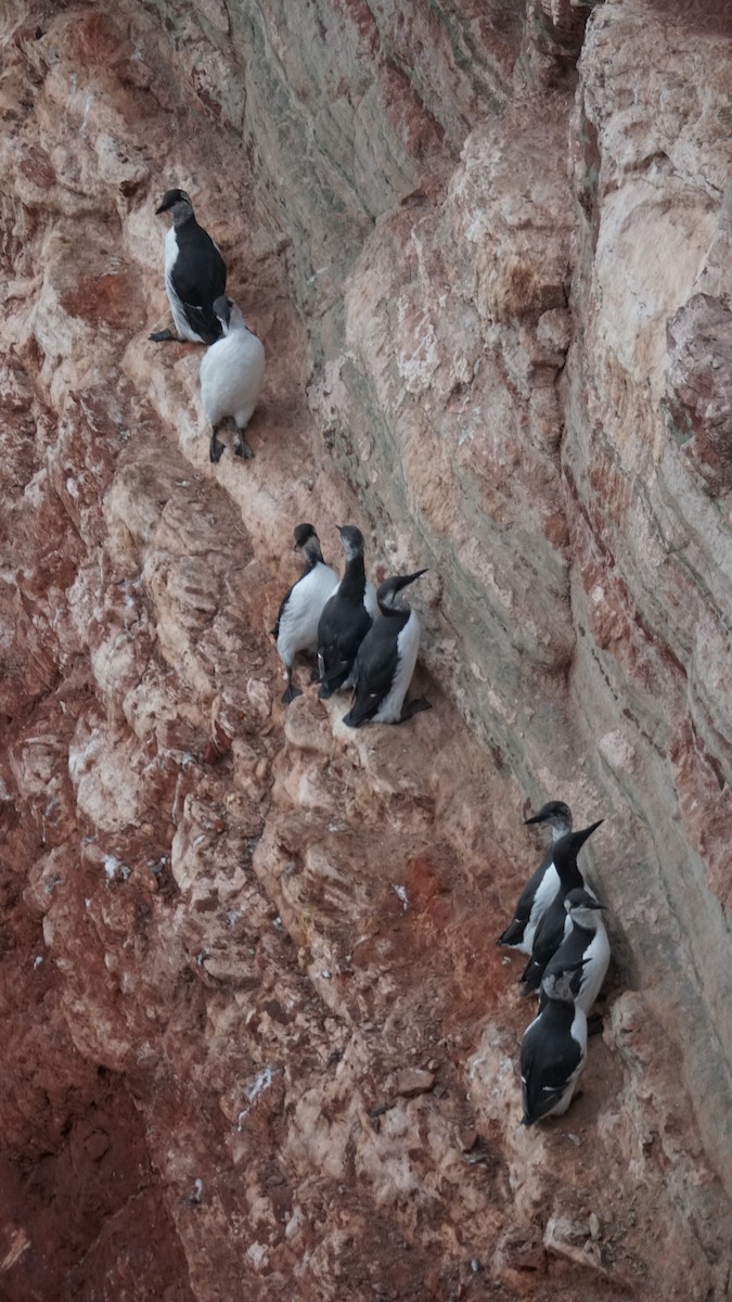 Common Murre - ML643711429