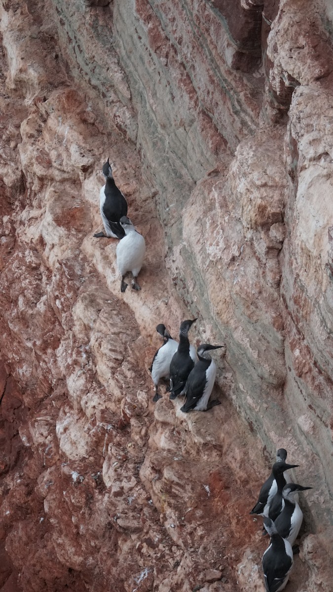 Common Murre - ML643711430