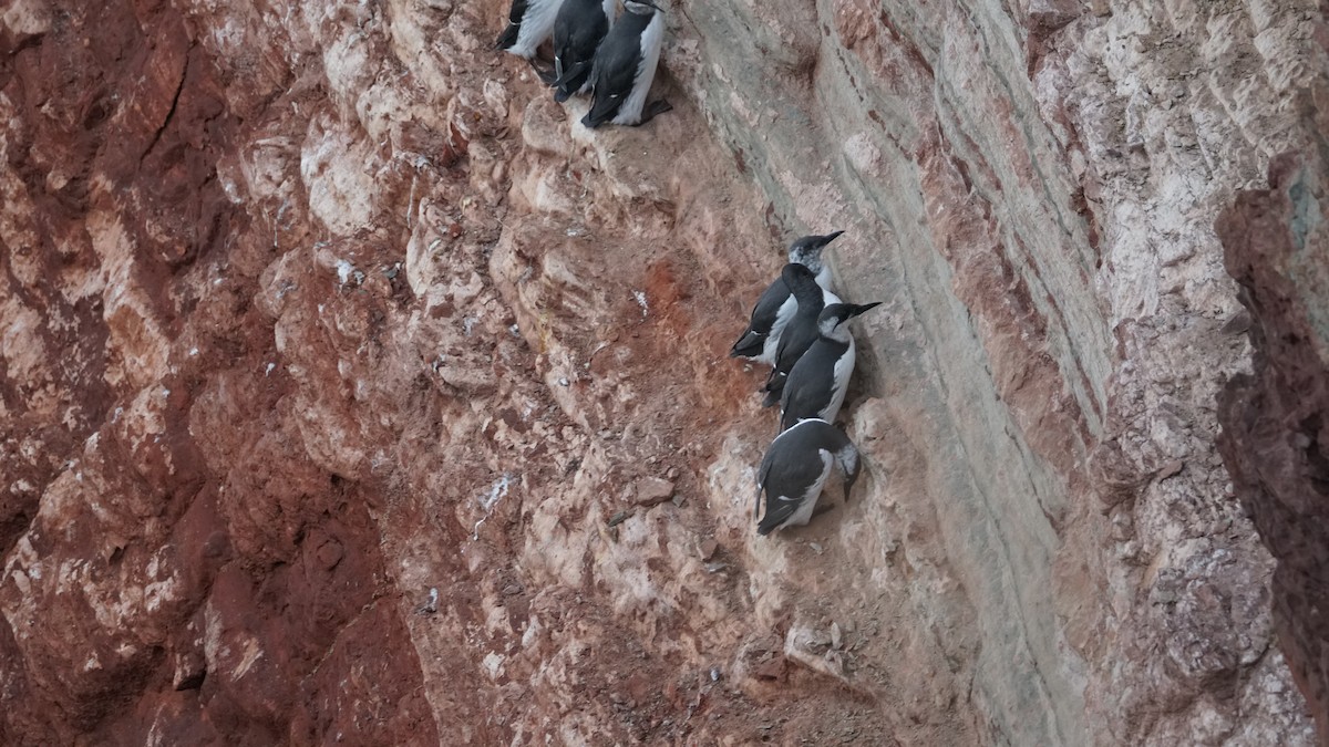 Common Murre - ML643711431