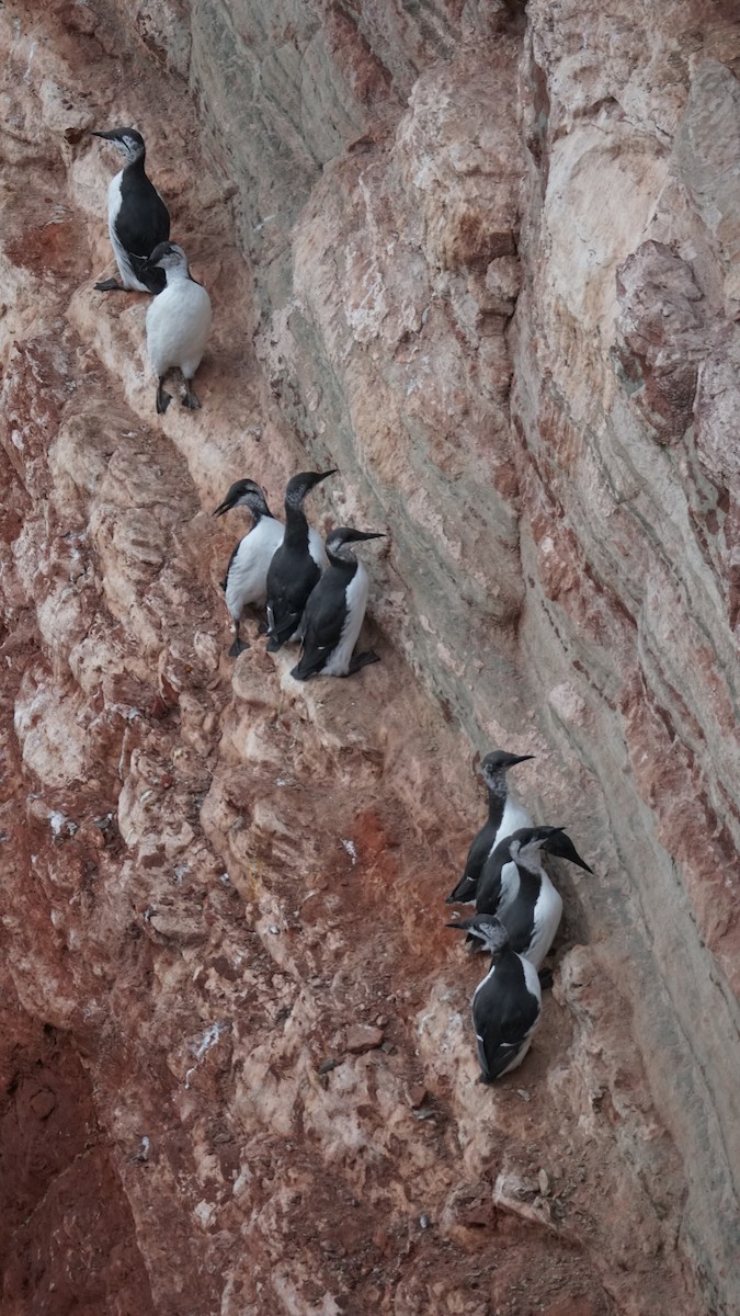 Common Murre - ML643711432