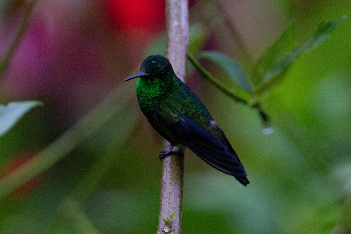 Steely-vented Hummingbird - ML643711433